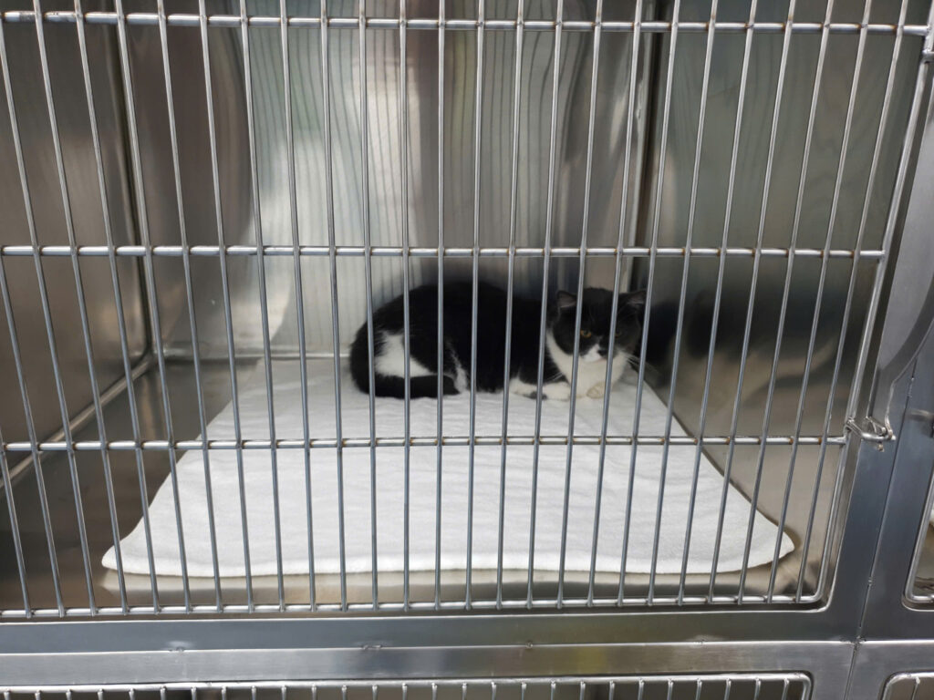 Giới thiệu kỹ thuật hệ thống chuồng lưu trú chó mèo inox cho bệnh viện thú cưng 14 23338798334691193708 1
