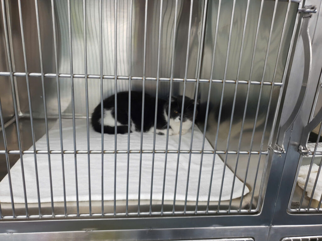 Giới thiệu kỹ thuật hệ thống chuồng lưu trú chó mèo inox cho bệnh viện thú cưng 15 32076616385691915786 1