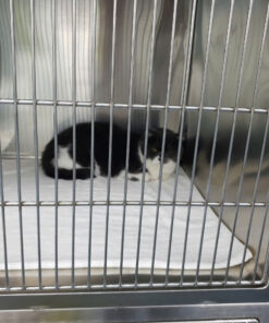 Chuồng lưu trú Chó Mèo 7 32076616385691915786