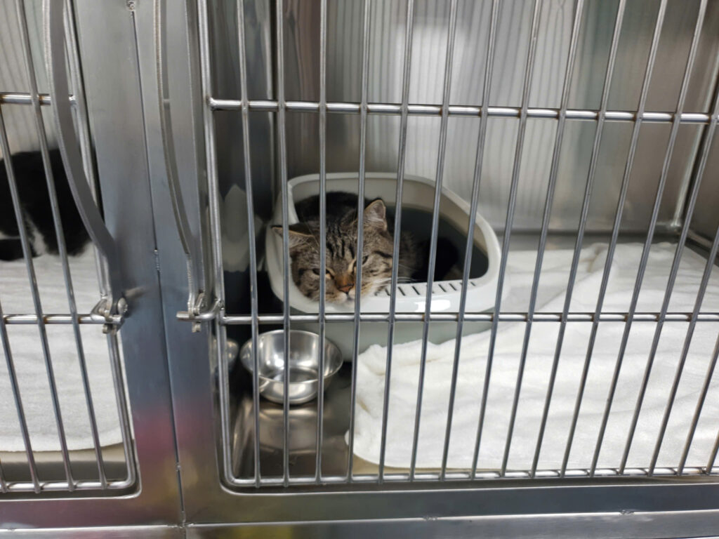 Giới thiệu kỹ thuật hệ thống chuồng lưu trú chó mèo inox cho bệnh viện thú cưng 16 36566992598128398987 1