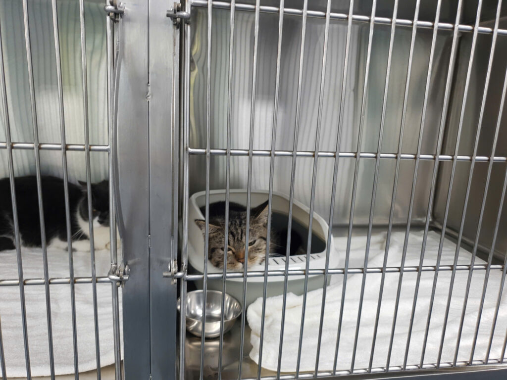 Giới thiệu kỹ thuật hệ thống chuồng lưu trú chó mèo inox cho bệnh viện thú cưng 9 43493906054541996065
