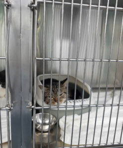 Chuồng lưu trú Chó Mèo 6 43493906054541996065